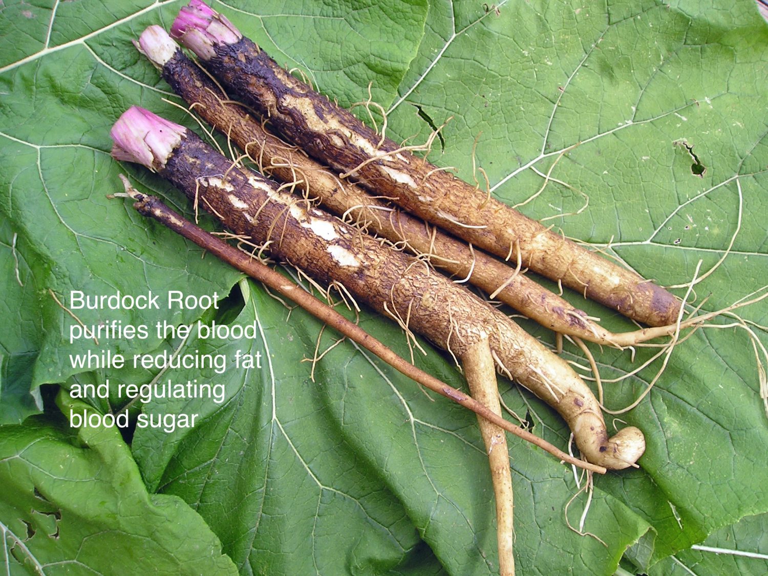 use-burdock-root-to-help-regulate-blood-sugar-acumen-nutrition